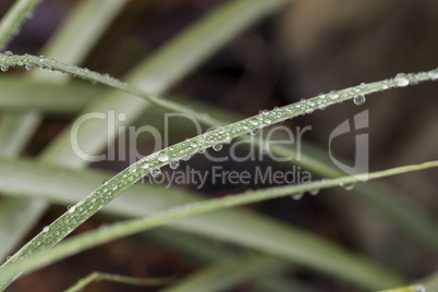 Raindrops on a blade of green grass