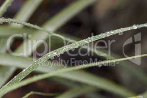 Raindrops on a blade of green grass