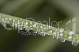 Raindrops on a blade of green grass