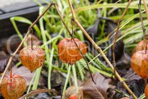 Macro Dried Physalis Plant at the Garden