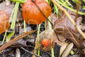 Macro Dried Physalis Plant at the Garden