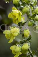 Dainty yellow flowers covered in raindrops