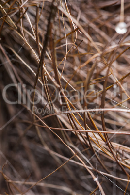 Water droplets suspended from dried grass