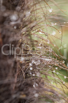 Water droplets suspended from dried grass
