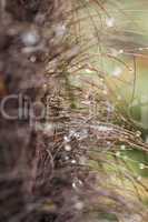 Water droplets suspended from dried grass