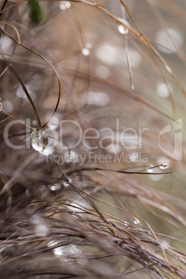 Water droplets suspended from dried grass