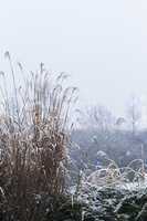 Misty winter landscape with snow in Germany