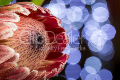 Close up Piant Protea Flower on the Table
