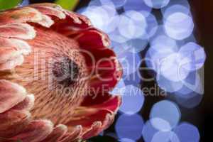 Close up Piant Protea Flower on the Table