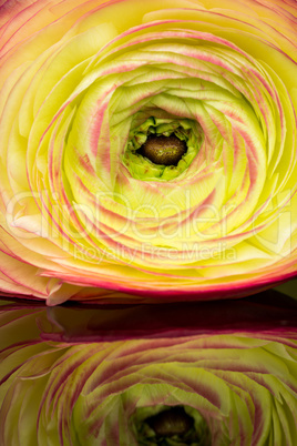 Beautiful Round Flower on Glossy Table