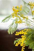 Clusters of globular vivid yellow Mimosa flowers