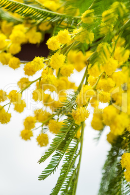 Clusters of globular vivid yellow Mimosa flowers