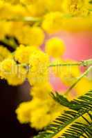 Clusters of globular vivid yellow Mimosa flowers