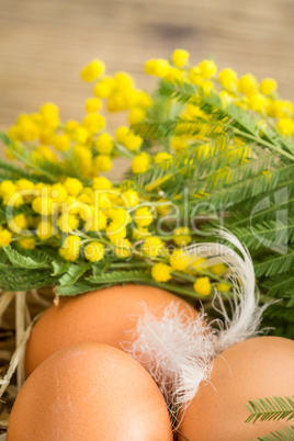 Three fresh hens eggs and feathers in straw