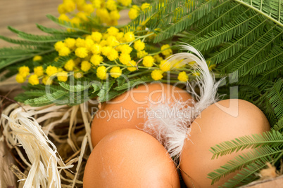 Three fresh hens eggs and feathers in straw