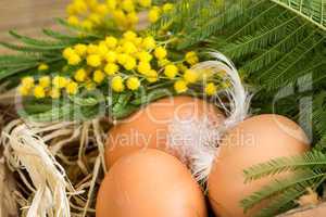 Three fresh hens eggs and feathers in straw