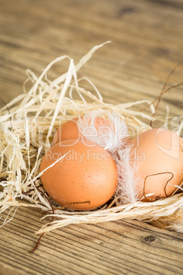 Close up Brown Eggs on the Nest