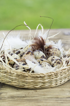 Quail Eggs in Feather Lined Basket