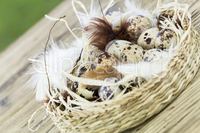 Quail Eggs in Feather Lined Basket