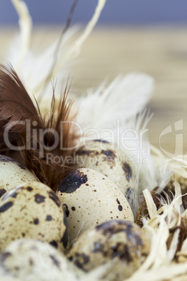 Quail Eggs in Feather Lined Basket