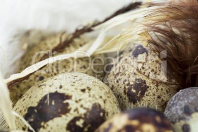 Quail Eggs in Feather Lined Basket