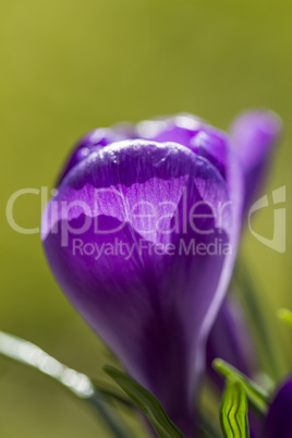 Single pretty deep purple crocus flower