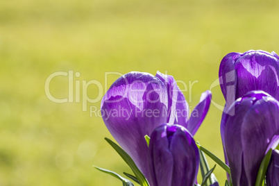 Single pretty deep purple crocus flower