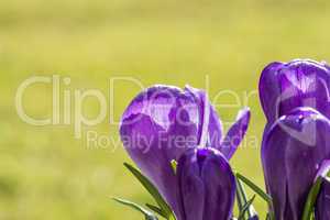 Single pretty deep purple crocus flower