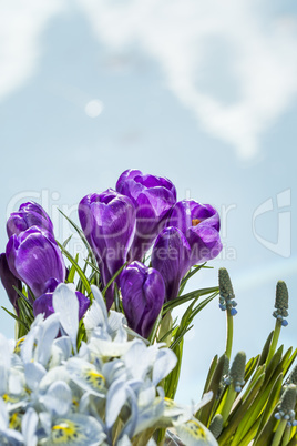 Colorful display of spring flowers