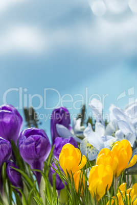 Colorful display of spring flowers