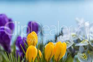 Colorful display of spring flowers