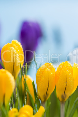 Close up side view of colorful yellow crocus