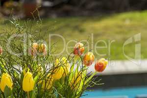 Bright yellow fresh spring tulips
