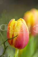 Bright yellow fresh spring tulips