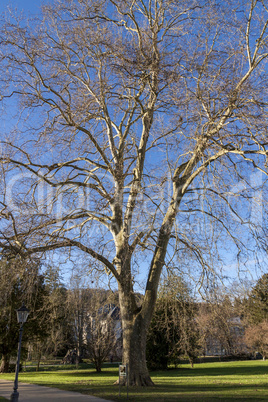 Large deciduous tree in winter on a sunny day