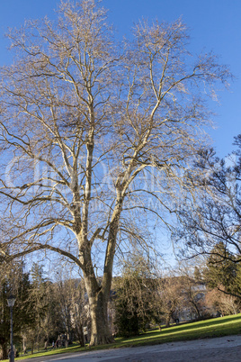 Large deciduous tree in winter on a sunny day