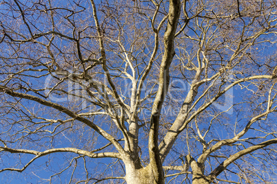 Large deciduous tree in winter on a sunny day