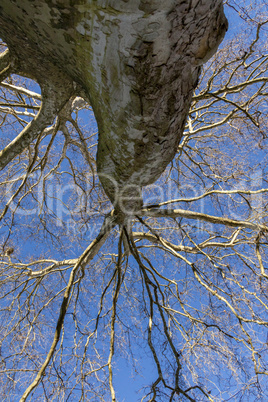 Large deciduous tree in winter on a sunny day
