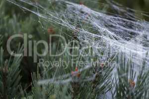 Beautiful delicate spider web with water droplets