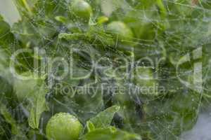 Beautiful delicate spider web with water droplets