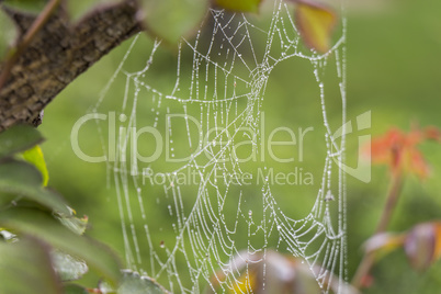 Beautiful delicate spider web with water droplets