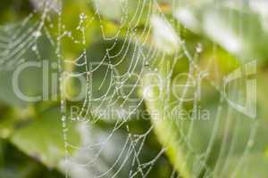 Beautiful delicate spider web with water droplets