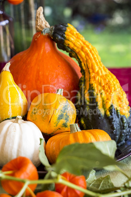 Colorful autumn or Thanksgiving background