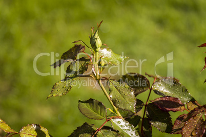Fresh unopened rose bud growing on a bush