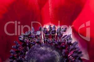 Detail of red garden anemone, Anemone coronaria
