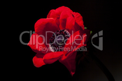 Detail of red garden anemone, Anemone coronaria