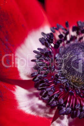 Detail of red garden anemone, Anemone coronaria