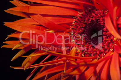 Detail of an orange red Spider Gerbera daisy