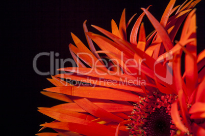 Detail of an orange red Spider Gerbera daisy