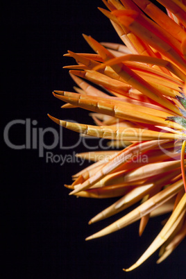 Detail of an orange red Spider Gerbera daisy